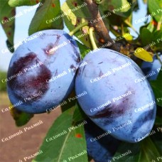 Саджанці сливи «Чачакська Ліпотика» - 1-річний