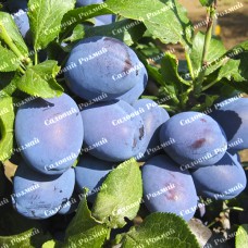 Саджанці сливи «Чачакська Рання» - 1-річний