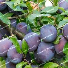 Саджанці сливи «Джойо» - 1-річний