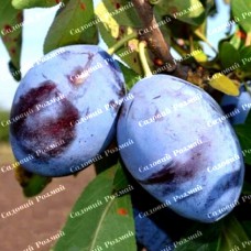 Саджанці сливи «Емпрес» - 1-річний