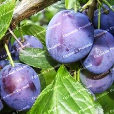 Саджанці сливи «Герман» - 1-річний