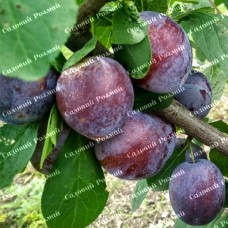 Саджанці сливи «Кабардинка» - 1-річний