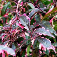 Саджанці сливи «Хесея» - 1-річний