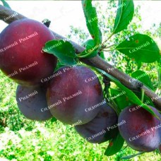 Саджанці сливи «Кишинівська Рання» - 1-річний