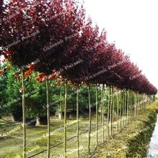 Саджанці сливи на штамбі «Пісарді»