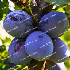 Саджанці сливи «Найболія» - 1-річний