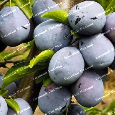 Саджанці сливи «Ненька» - 1-річний