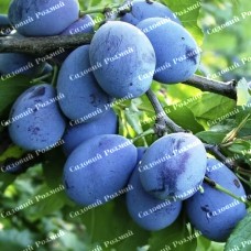 Саджанці сливи «Олена» - 1-річний