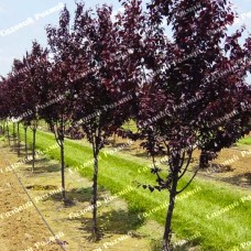 Саджанці сливи «Пісарді» - 1-річний