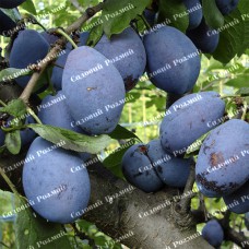 Саджанці сливи «Президент» - 1-річний