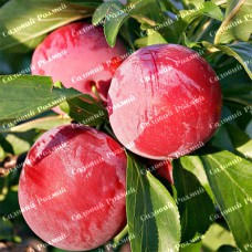 Саджанці сливи «Ренклод Альтана» - 1-річний