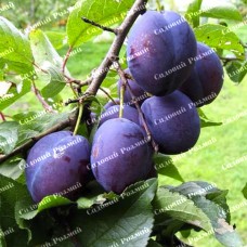 Саджанці сливи «Стенлей» - 1-річний