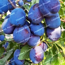 Саджанці сливи «Топ Фіт» - 1-річний