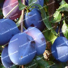 Саджанці сливи «Топ Гігант» - 1-річний