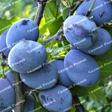 Саджанці сливи «Топ Гігант Плюс» - 1-річний