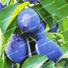 Саджанці сливи «Топ Хіт» - 1-річний