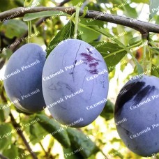 Саджанці сливи «Віжен» - 1-річний