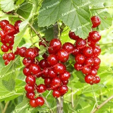 Саджанці смородини «Асора»