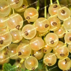 Саджанці смородини «Баяна»