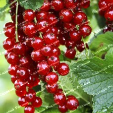 Саджанці смородини «Дарниця»