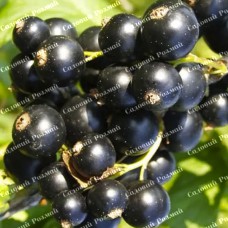 Саджанці смородини «Фараон»