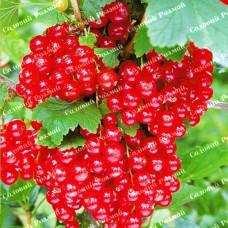 Саджанці смородини «Гіганта»