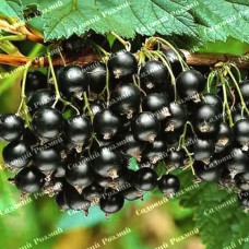 Саджанці смородини «Краса Львова»