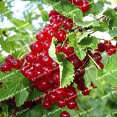 Саджанці смородини «Львів'янка»