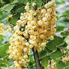 Саджанці смородини на штамбі «Імператорська»