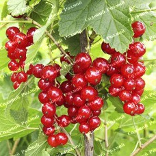 Саджанці смородини на штамбі «Ровада»