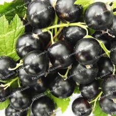 Саджанці смородини на штамбі «Вернісаж»