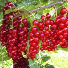 Саджанці смородини «Рандом»