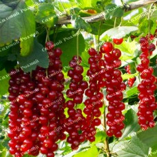 Саджанці смородини «Ровада»