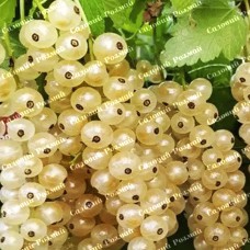 Саджанці смородини «Сніжана»