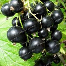 Саджанці смородини «Титанія»