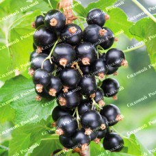 Саджанці смородини «Вернісаж»