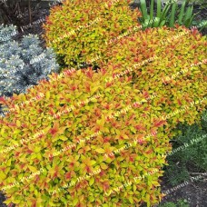 Саджанці спіреї «Голден Принцес»