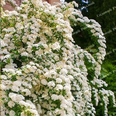 Саджанці спіреї «Ніппонська»