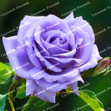 Саджанці троянд на штамбі «Блакитний Ніл»