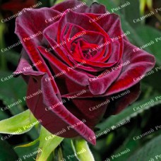 Саджанці троянд на штамбі «Блек Баккара»