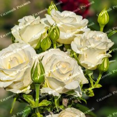 Саджанці троянд на штамбі «Боїнг»