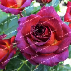 Саджанці троянд на штамбі «Браун Шугар»