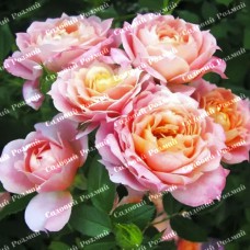 Саджанці троянд на штамбі «Бріоза»