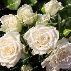 Саджанці троянд на штамбі «Вайт Леді»