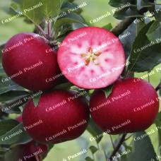 Саджанці яблуні «Байя Маріса» - 1-річний