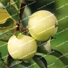 Саджанці яблуні «Білий Налив» - 1-річний