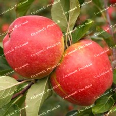 Саджанці яблуні «Чемпіон» - 1-річний