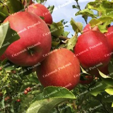 Саджанці яблуні «Чемпіон Арно» - 1-річний