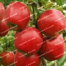 Саджанці яблуні «Діскавері» - 1-річний