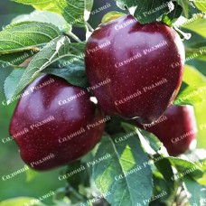 Саджанці яблуні «Джеремі» - 1-річний